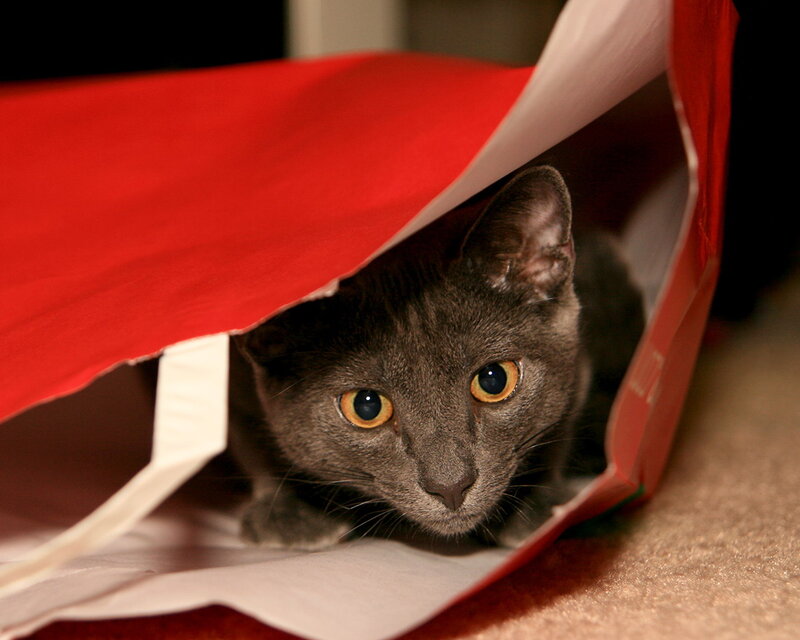 Gray Cat in Bag — Red