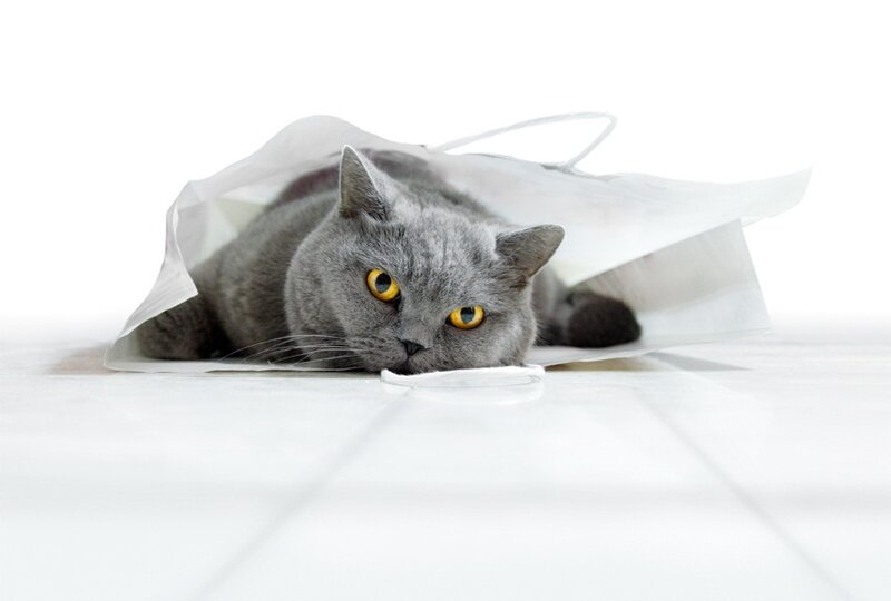 Gray Cat in Bag