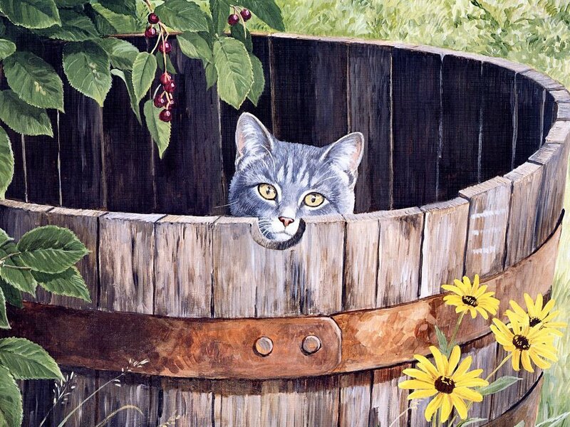 Gray Cat in Barrel