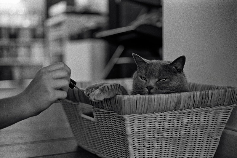 Gray Cat in Basket — Black