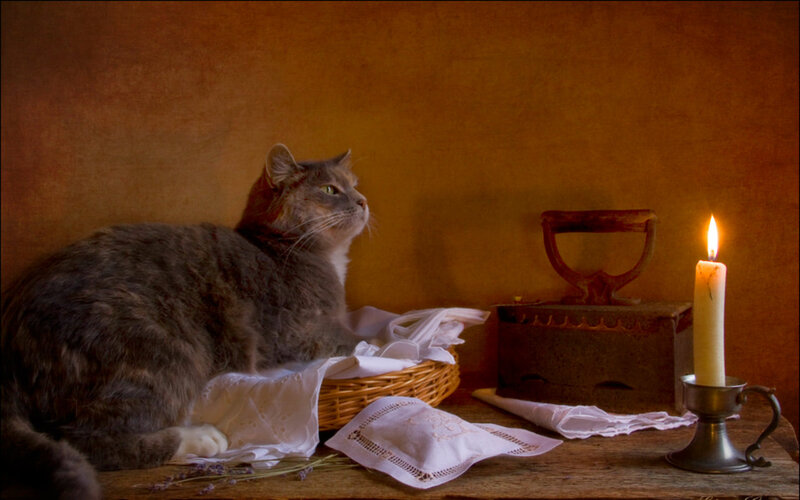 Gray Cat in Basket — Brown
