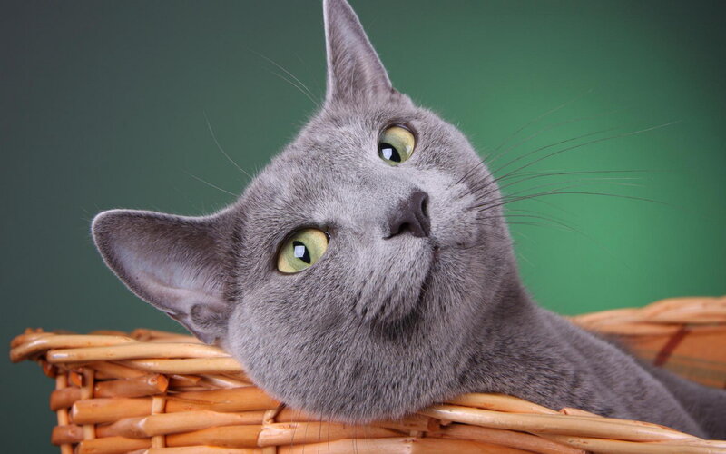 Gray Cat in Basket — Calm, Photograph, Green Background