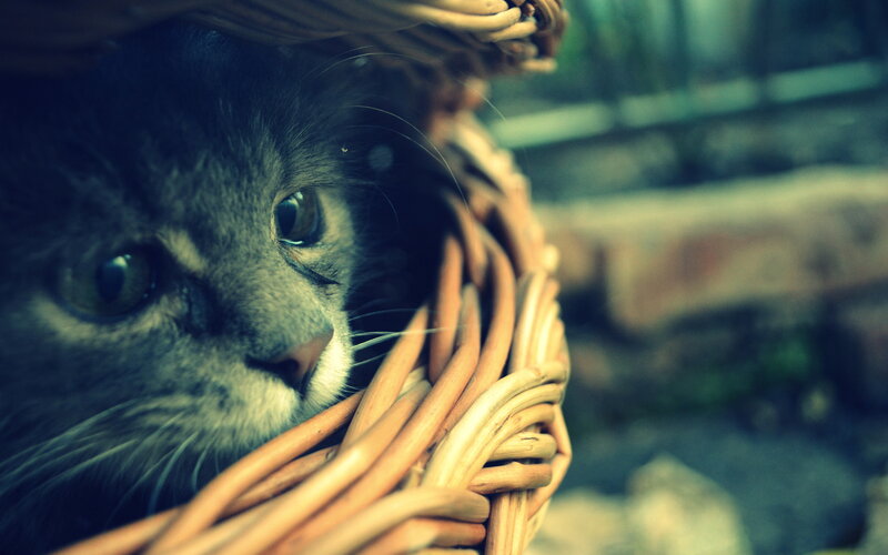 Gray Cat in Basket — Calm, Photograph