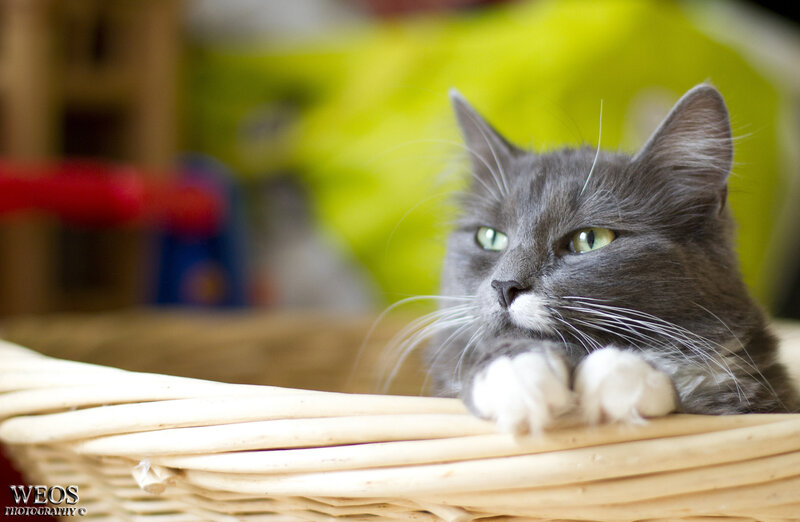 Gray Cat in Basket — Calm, Photograph, Whiskers, Green Eyes