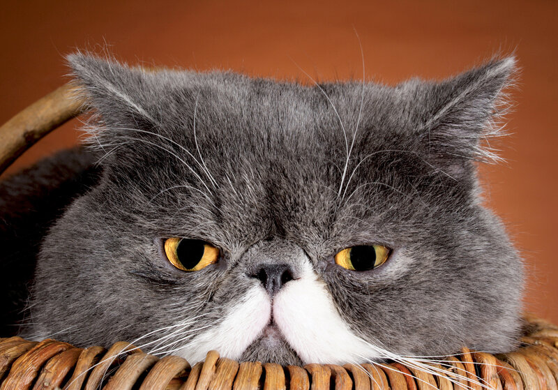 Gray Cat in Basket — Calm, Photograph, Whiskers