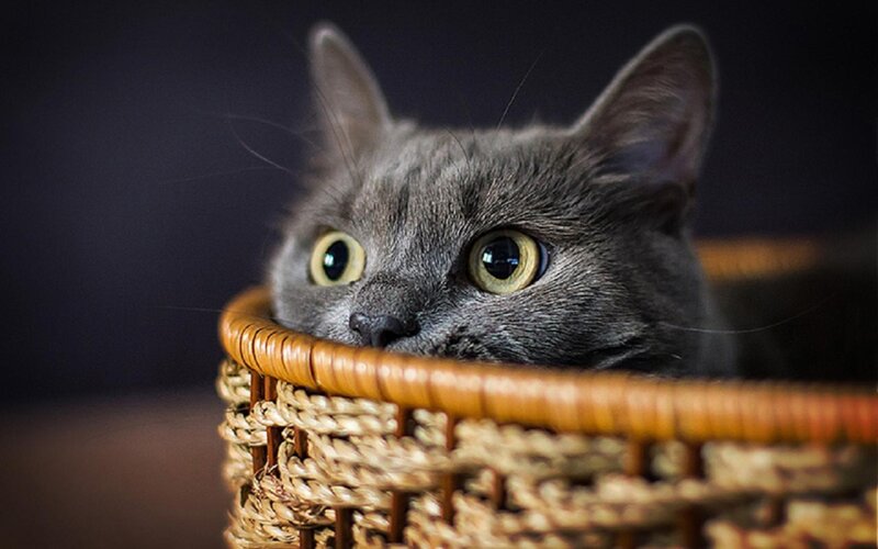 Gray Cat in Basket — Curious, Photograph