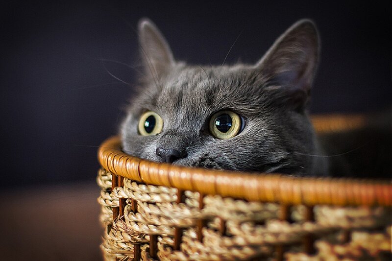 Gray Cat in Basket — Curious