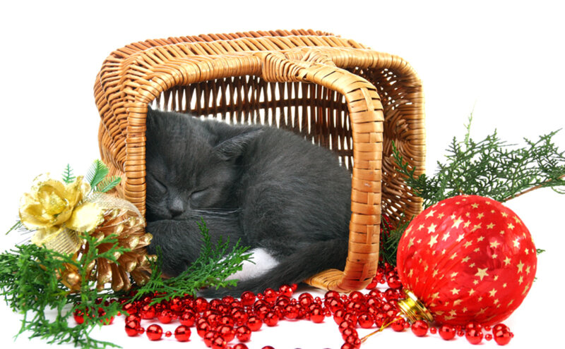 Gray Cat in Basket — Red