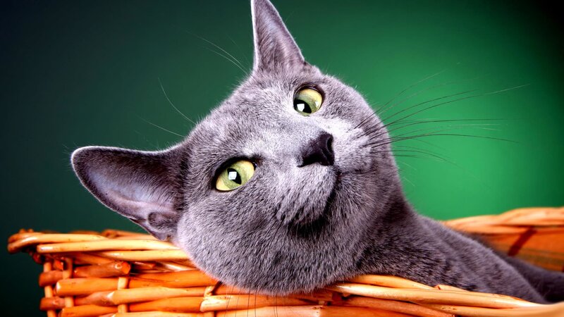 Gray Cat in Basket