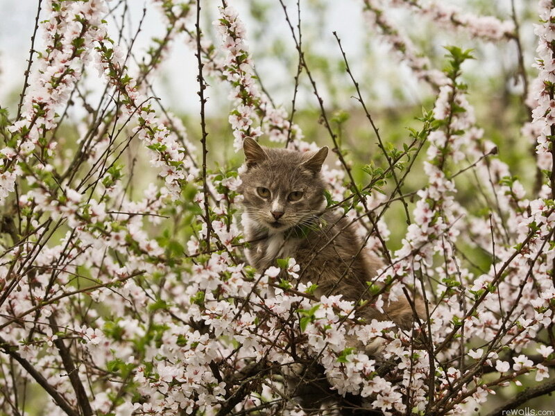 Gray Cat in Blossoming Tree — Calm