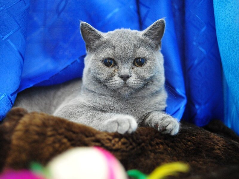 Gray Cat in Blue Fabric