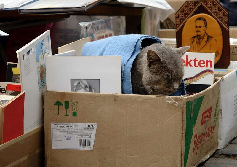 Gray Cat in Box — Brown
