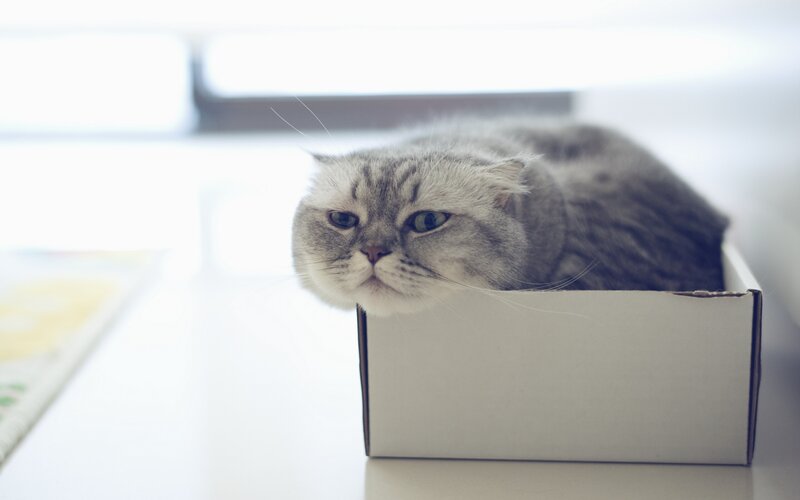 Gray Cat in Box — Calm, Morning