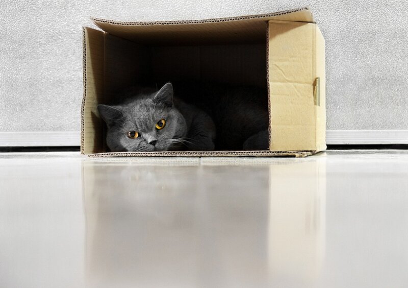 Gray Cat in Box — Calm