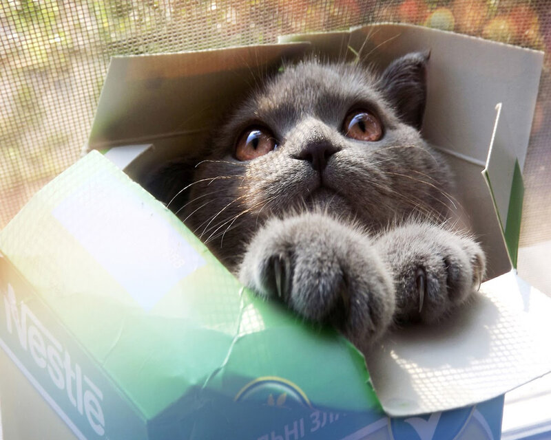 Gray Cat in Box — Curious, Afternoon, Photograph