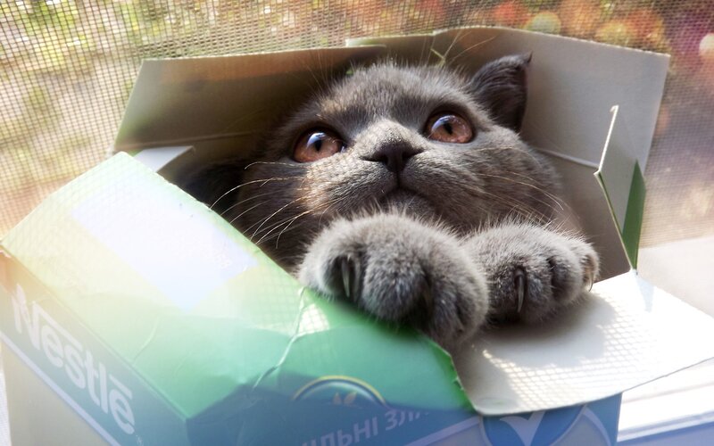 Gray Cat in Box — Curious, Afternoon, Photograph, Window Screen, Paws