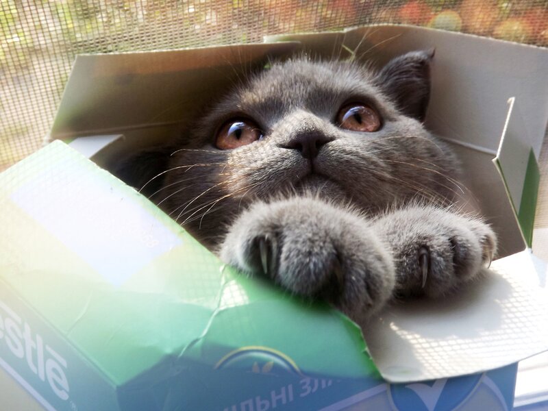 Gray Cat in Box — Curious, Afternoon, Photograph, Window Screen