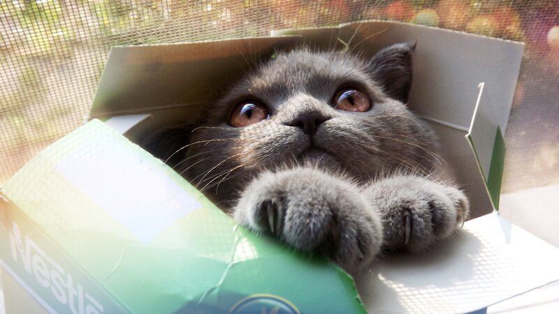Gray Cat in Box — Curious, Afternoon