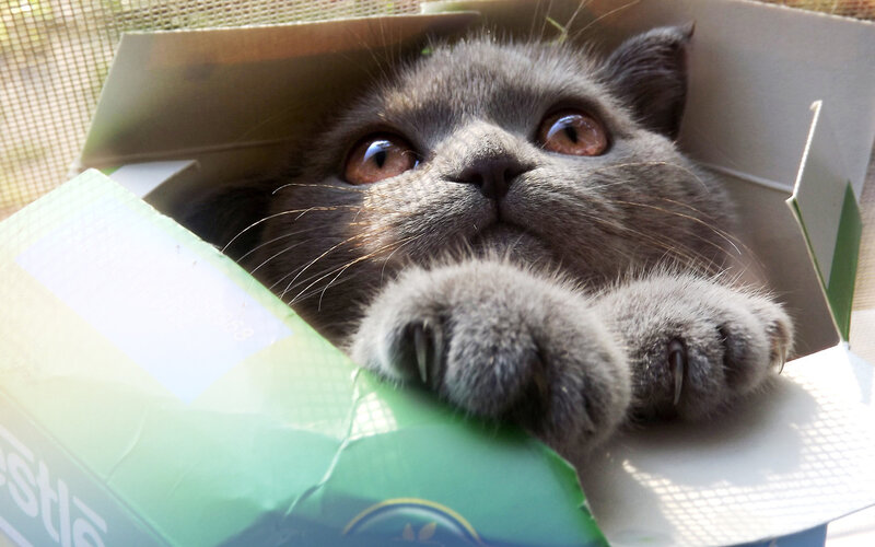 Gray Cat in Box — Curious