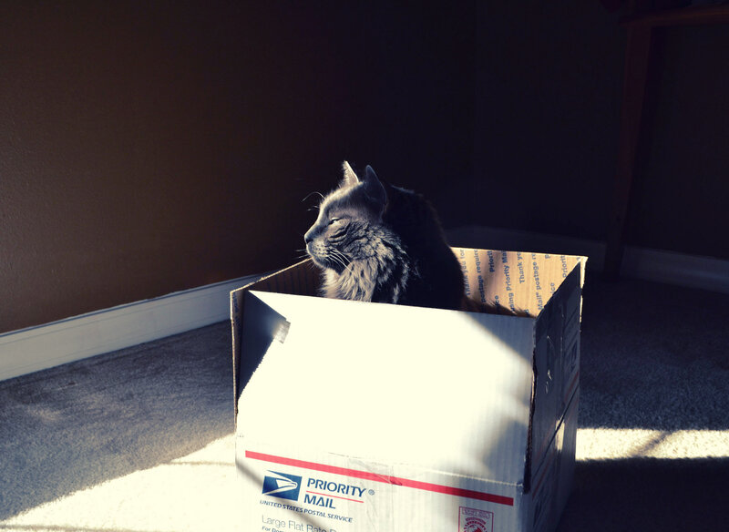 Gray Cat in Box — Serene