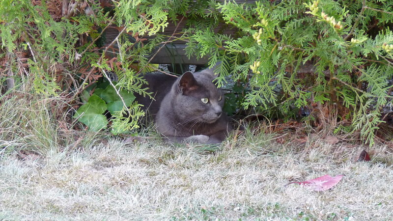 Gray Cat in Bush