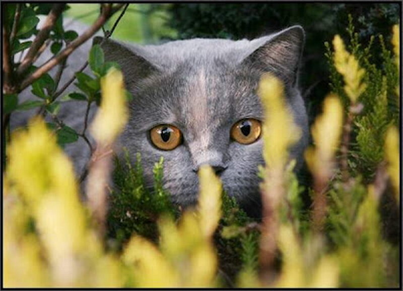 Gray Cat in Bushes