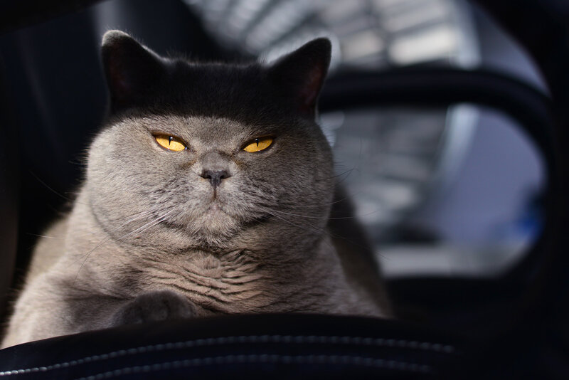 Gray Cat in Car