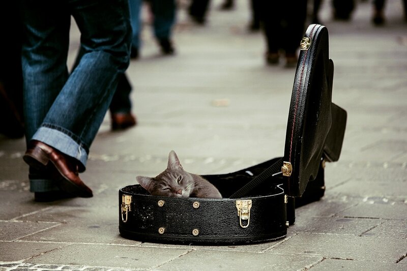 Gray Cat in Case