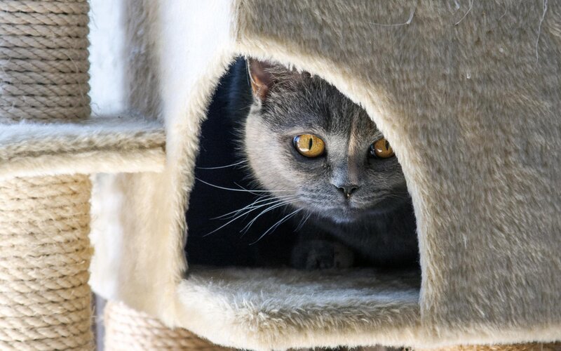 Gray Cat in Cat House — Curious