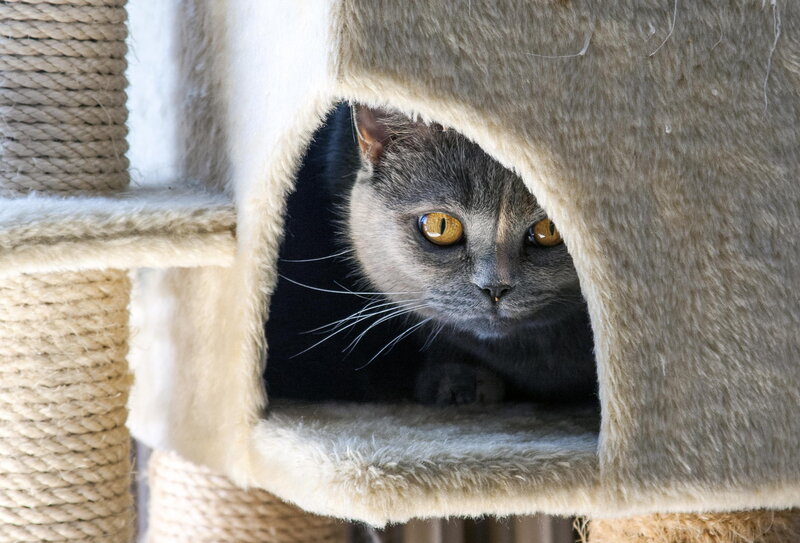 Gray Cat in Cat House