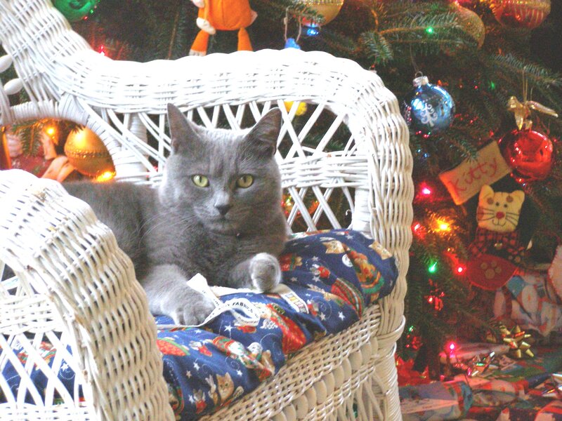 Gray Cat in Chair