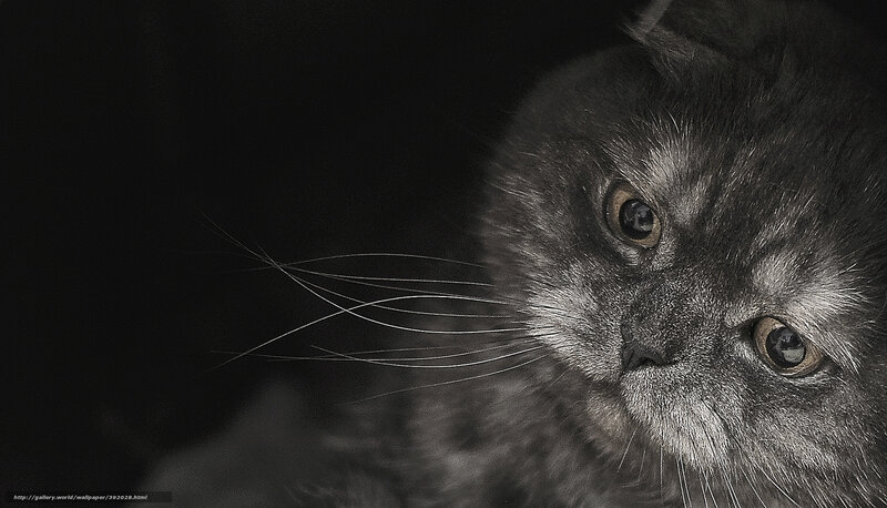 Gray Cat in Dark