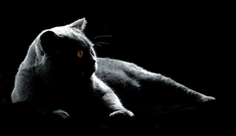 Gray Cat in Darkness