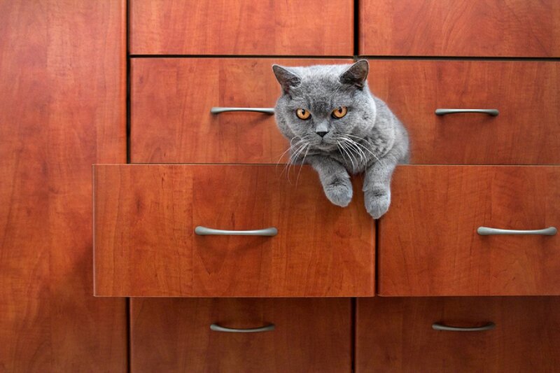 Gray Cat in Drawer — Curious