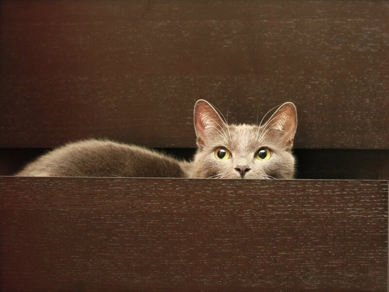 Gray Cat in Drawer