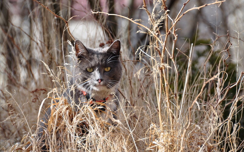 Gray Cat in Dry Grass