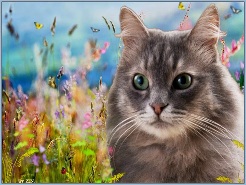 Gray Cat in Field