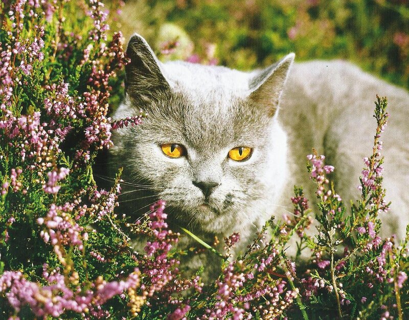 Gray Cat in Flowers — Calm