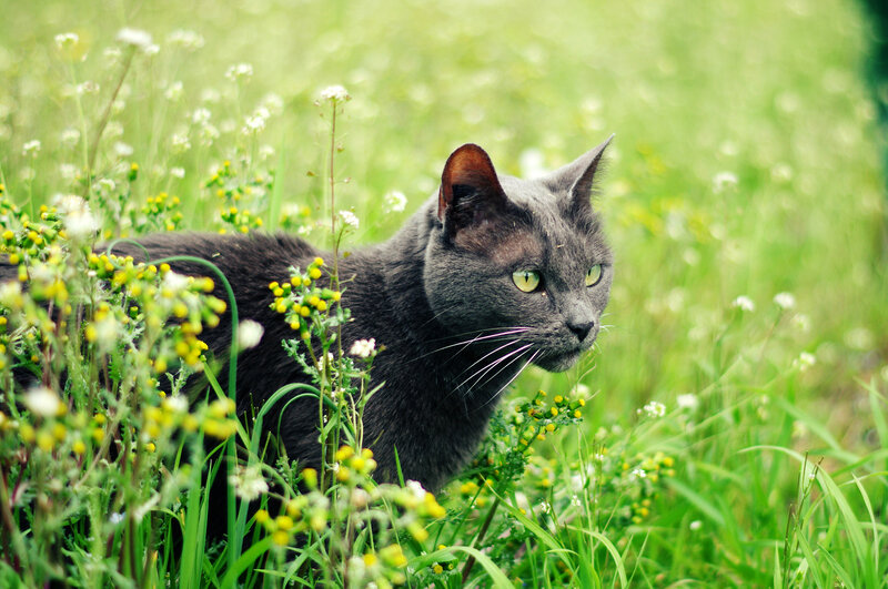 Gray Cat in Flowers — Green