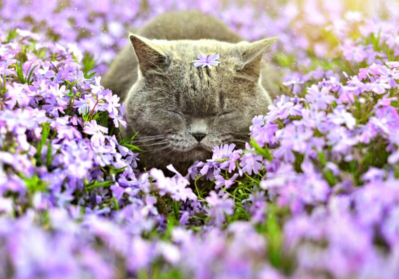 Gray Cat in Flowers — Purple, Serene, Morning