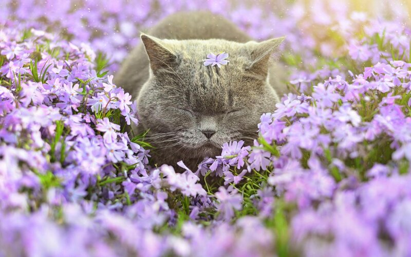 Gray Cat in Flowers — Purple, Serene
