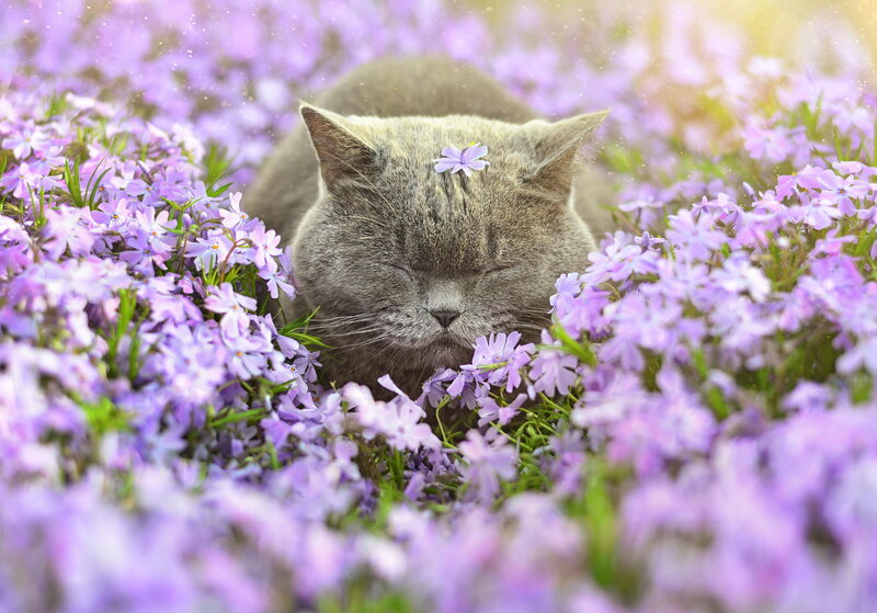 Gray Cat in Flowers — Purple