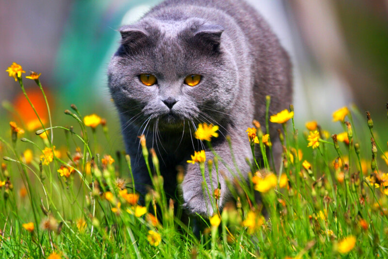 Gray Cat in Flowers