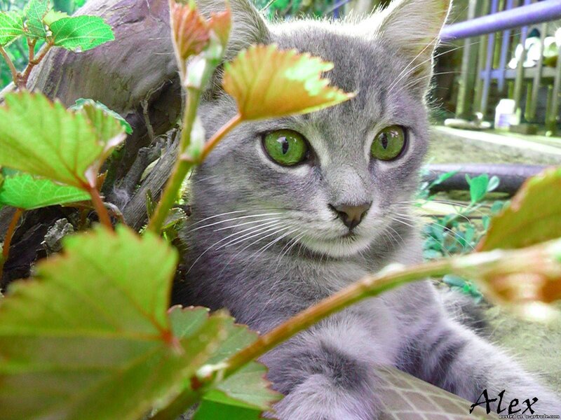 Gray Cat in Foliage — Calm