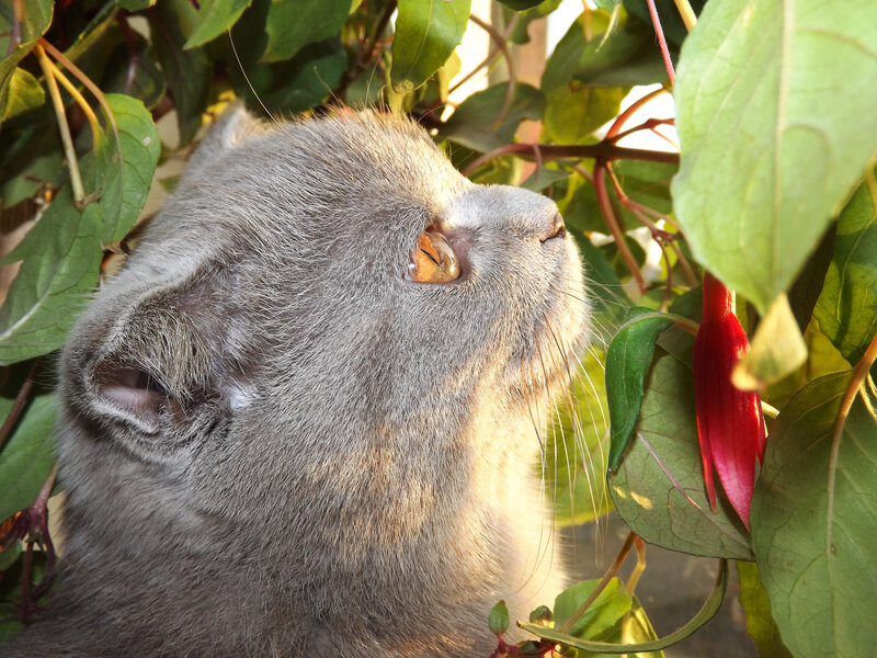 Gray Cat in Foliage — Serene