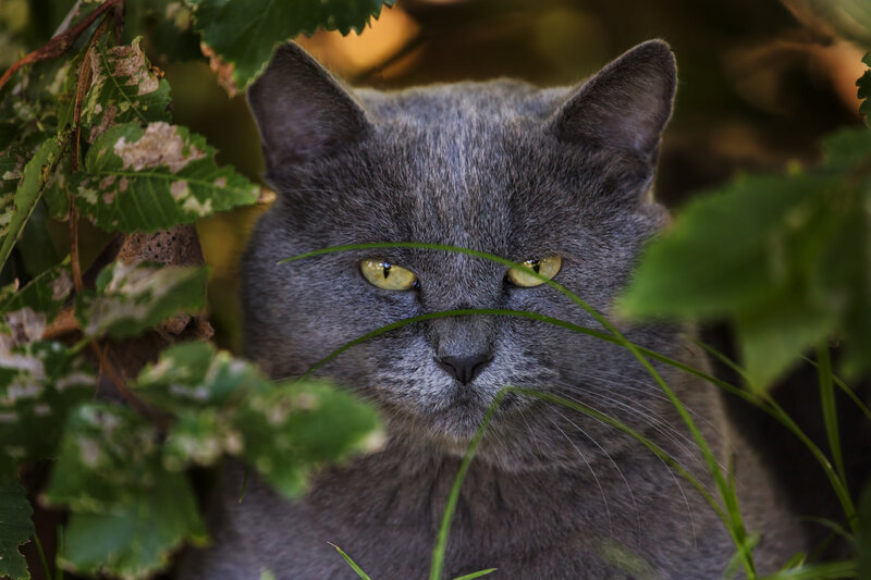 gray cat in foliage