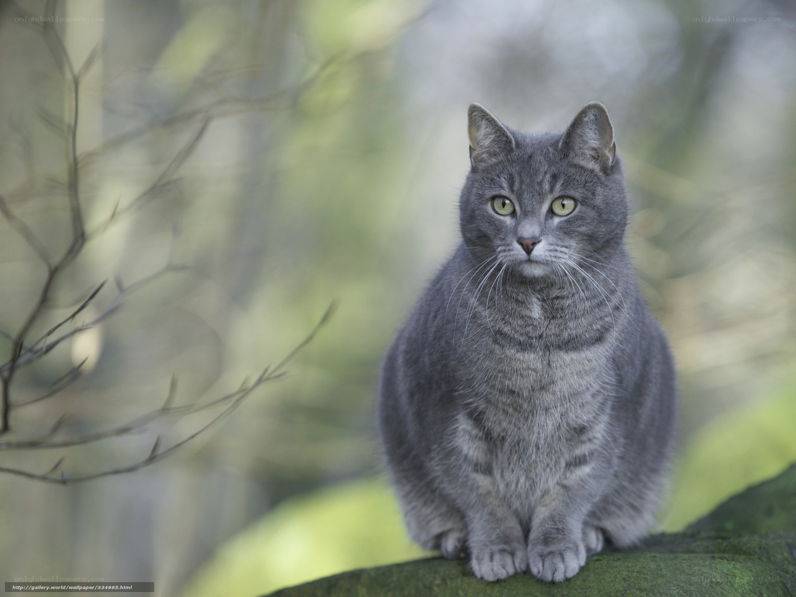 gray cat in forest