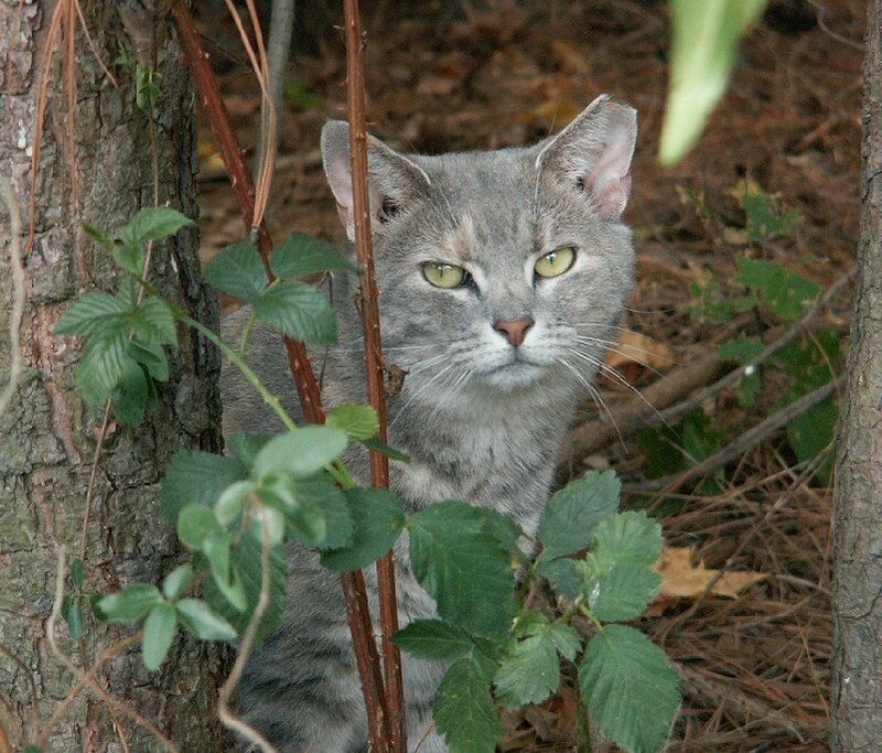 gray cat in forest