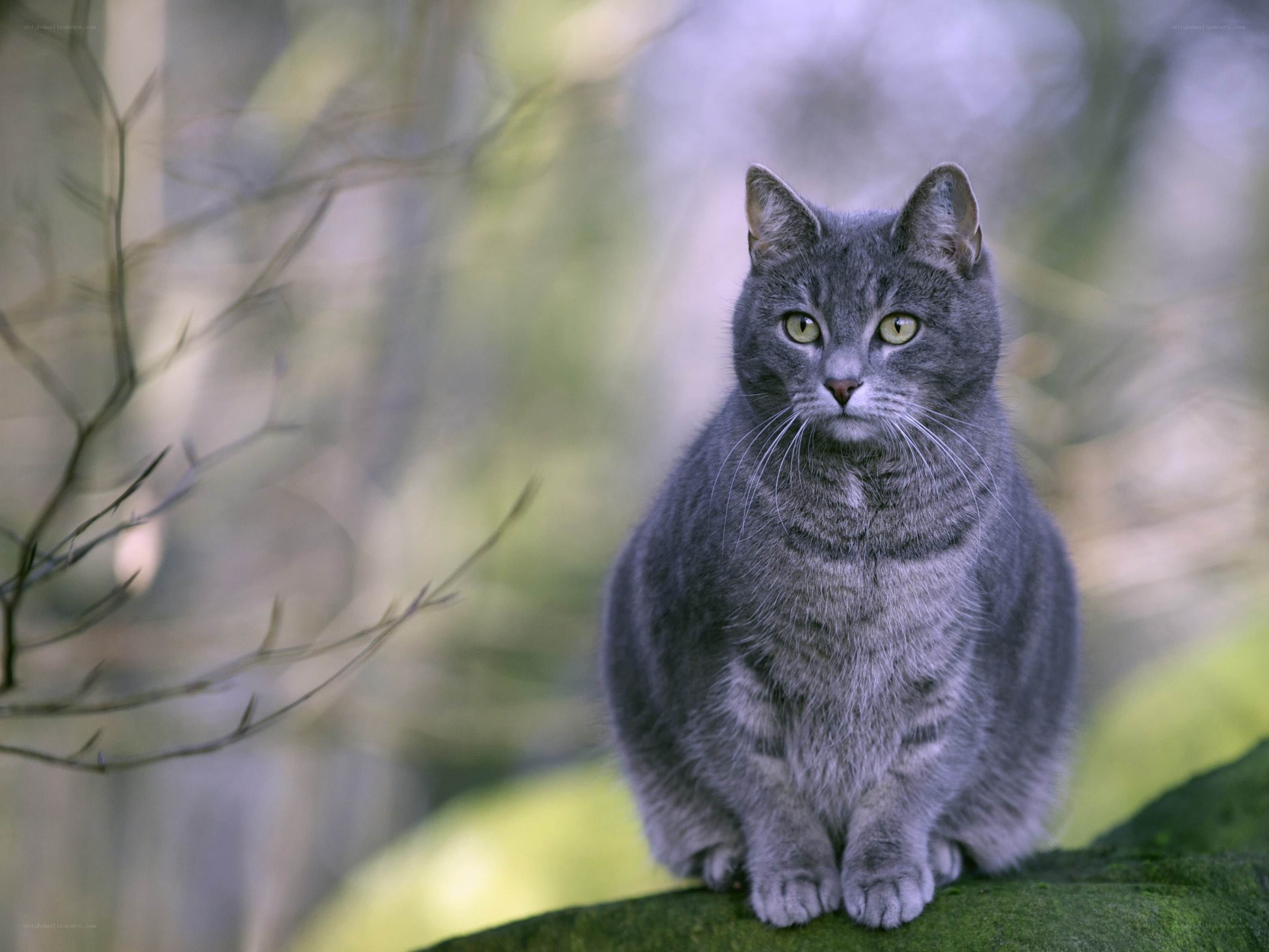gray cat in forest