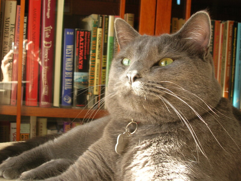 Gray Cat in Front of Bookshelf